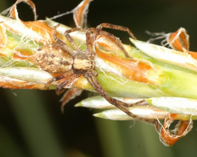 Philodromus_cespitum_D2965_Z_82_NP De Hoge Veluwe_Nederland.jpg
